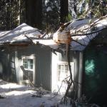 Pine tree has fallen on the main roof of this cabin